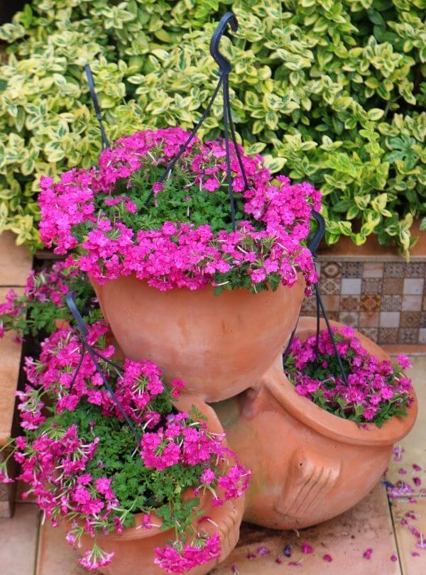 Trailing Verbena