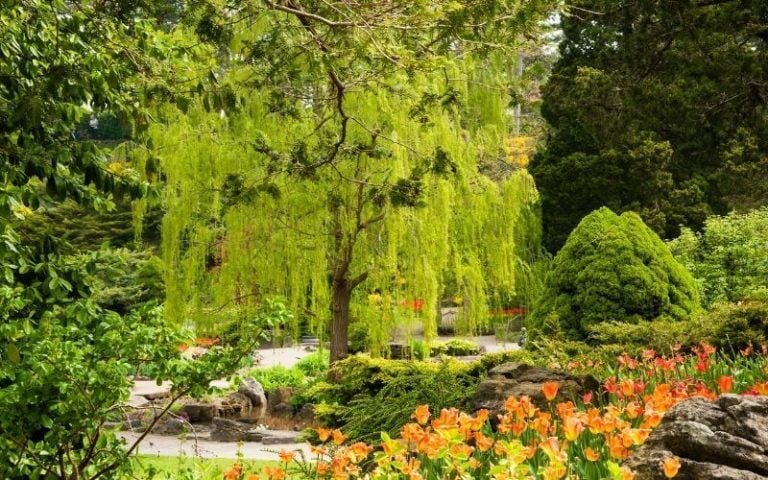 13 types of willow trees And Bushes With Photos for Easy Identification