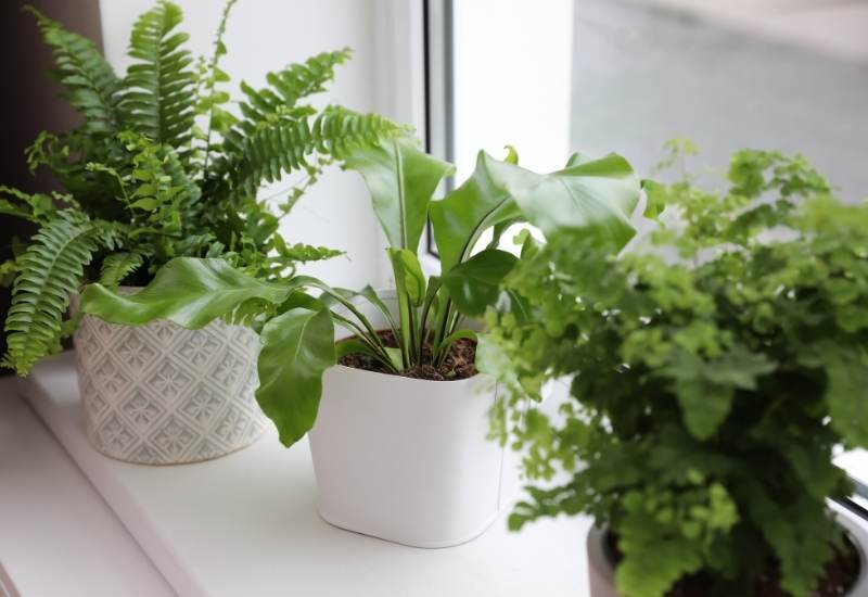 Types of Ferns: Varieties of Indoors and Outdoors Fern Plants