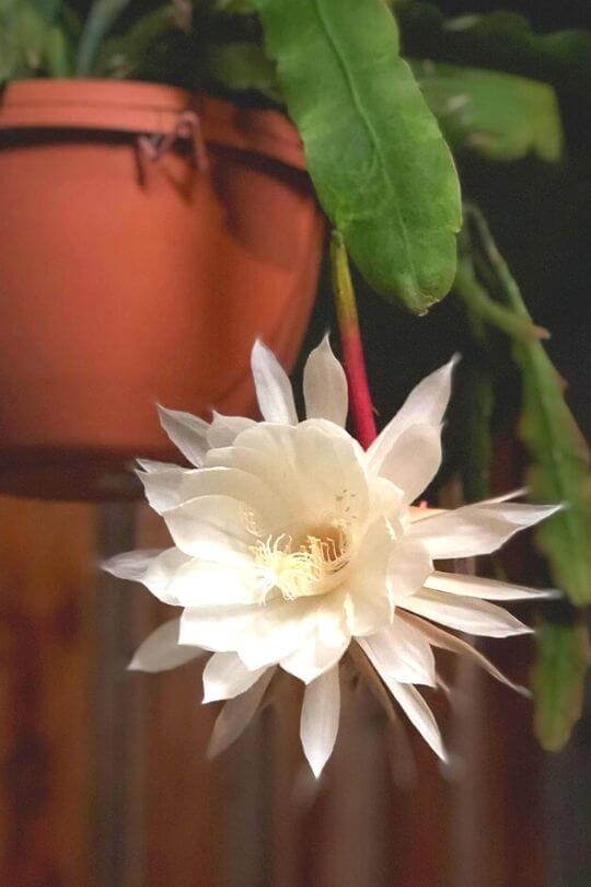 Queen of the Night Orchid Cactus