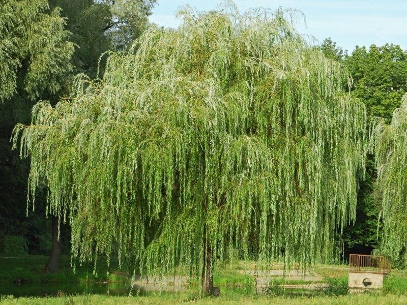Weeping Willow (Salix Babylonica)