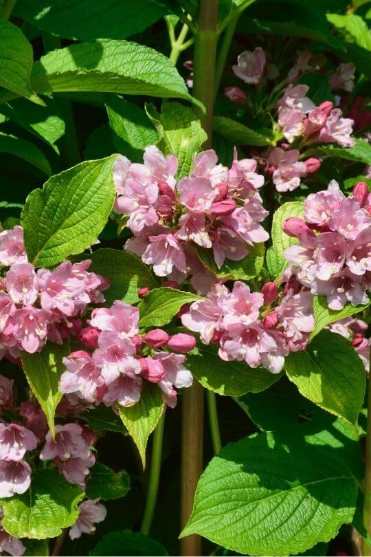 Weigela florida 'Verweig' MY MONET weigela