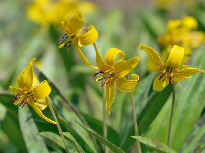 Yellow Trout Lily (Erythronium Americanum)
