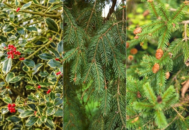 16 Varieties of Evergreen Trees