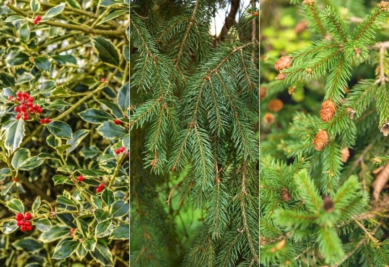 Types Of Evergreen Trees (With Pictures) & Identification Guide