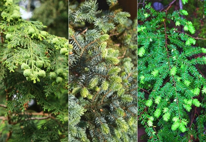 Types of Evergreen Trees