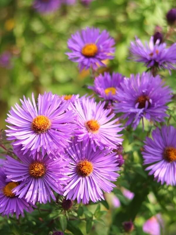 Aster (1)