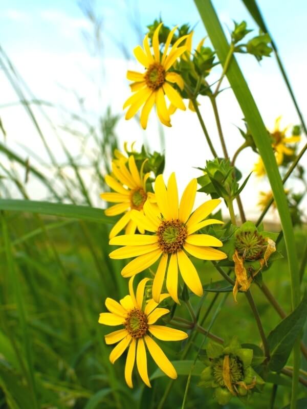 Compass Plant (1)
