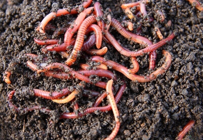 Compost