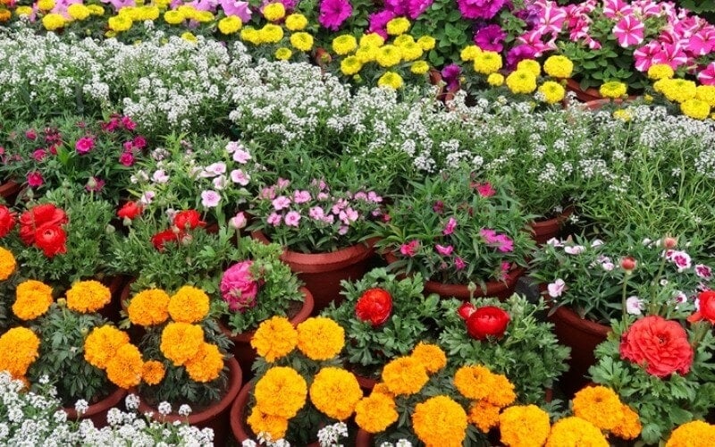 The Playful World of Daisies