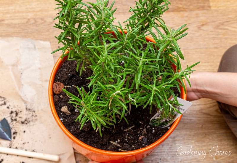 Everything You Need To Know About Growing Rosemary In Pots