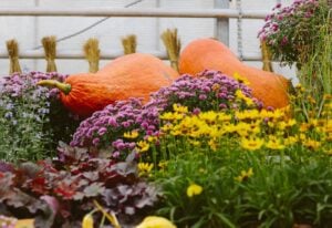 Fall Flowers for Picture-Perfect Autumnal Pots and Container Gardens