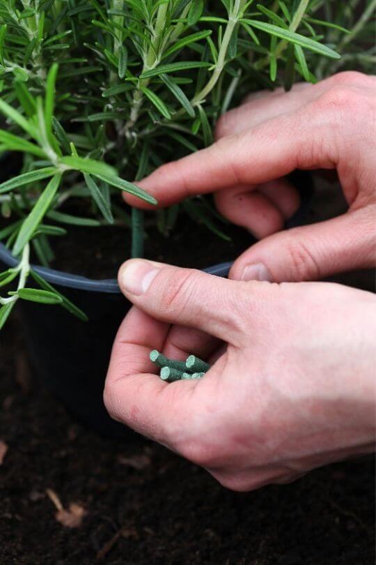 Everything You Need to Know About Growing Rosemary In Pots