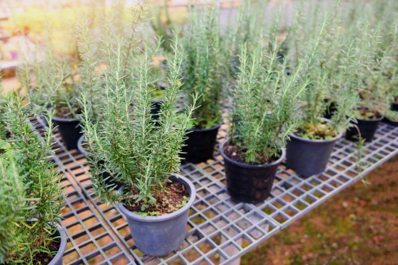 Find the Best Spot for Growing Rosemary