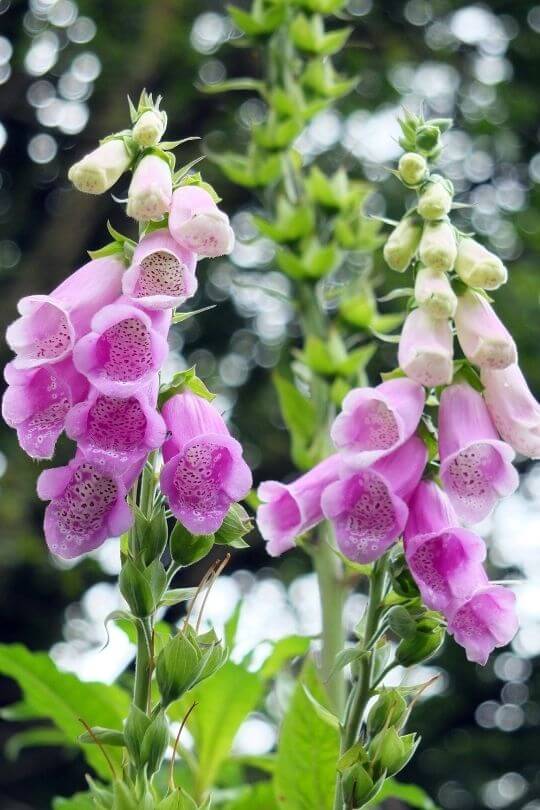 Foxglove (1)