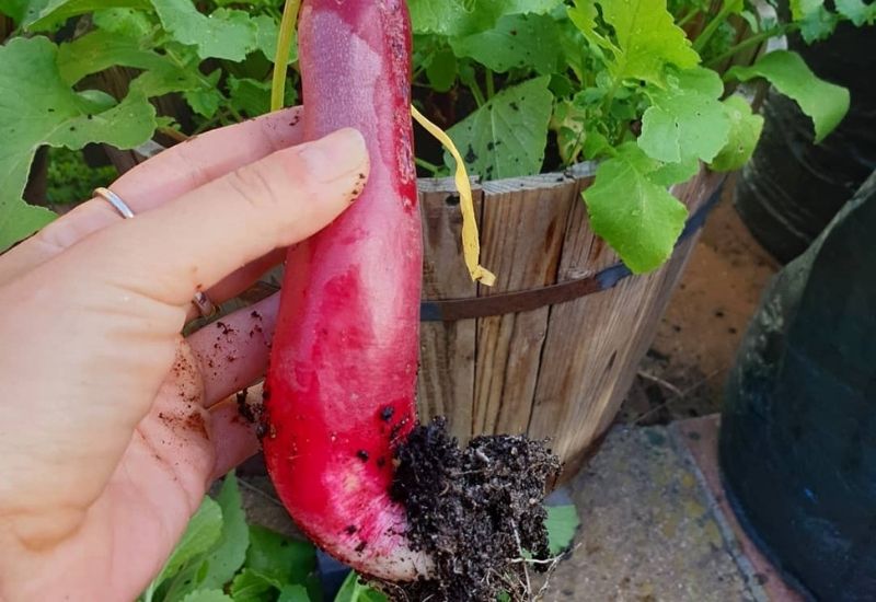 How To Plant And Grow Radishes In Containers & Pots 1
