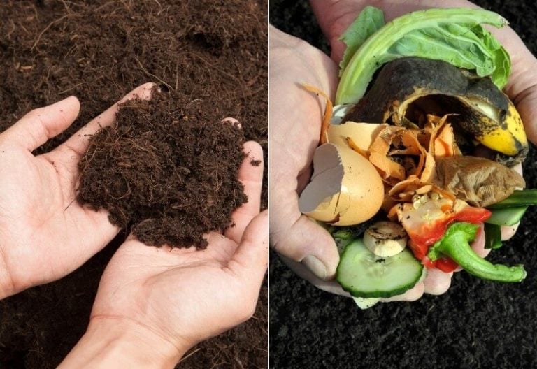 Humus vs. Compost: What’s the Difference?