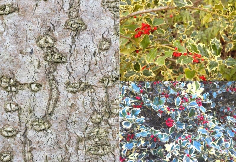 Ilex aquifolium (English holly)