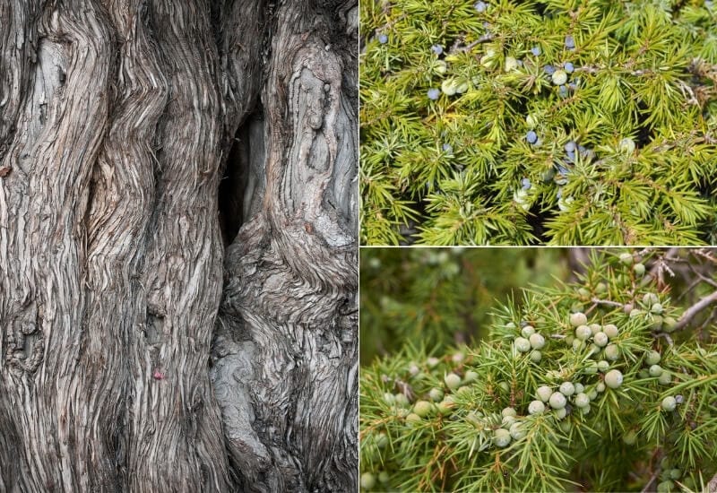 Juniperus communis (common juniper)