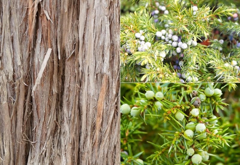Juniperus virginiana (red cedar)