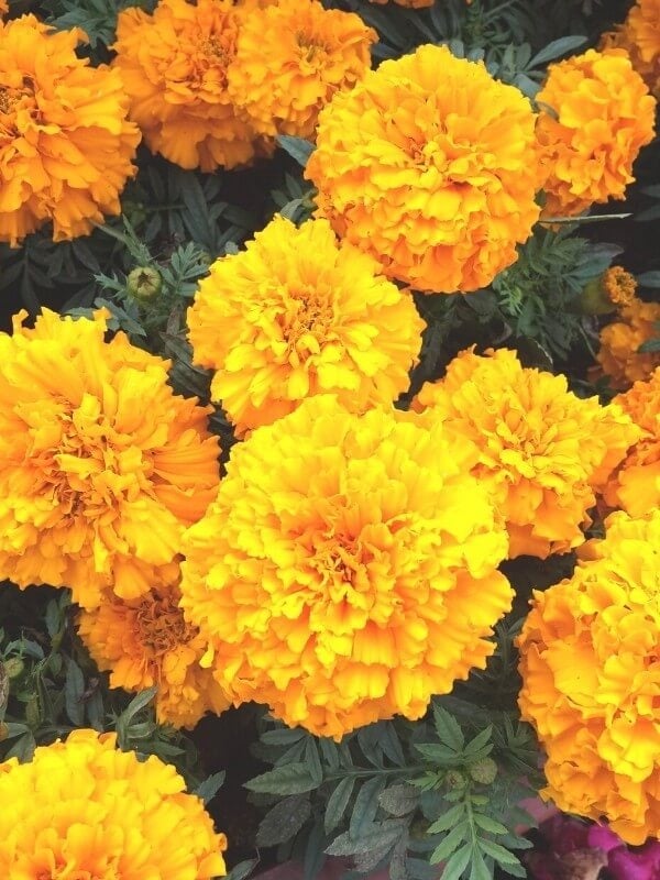 Marigold