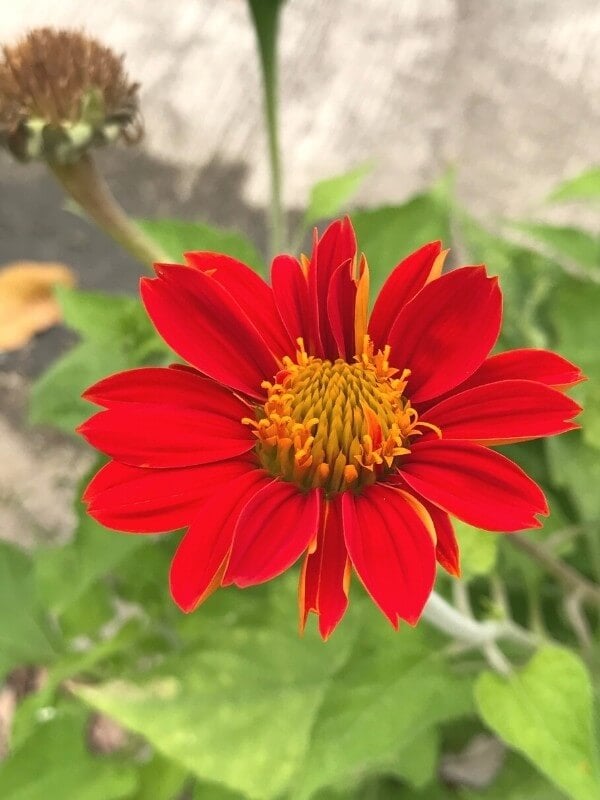 7.	Mexican Sunflower (Tithonia rotundifolia)