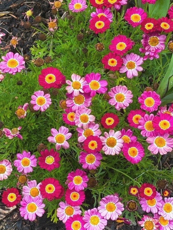 20 Cheerful Flowers That Almost Look Like Daisies