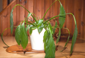 Peace Lily Drooping