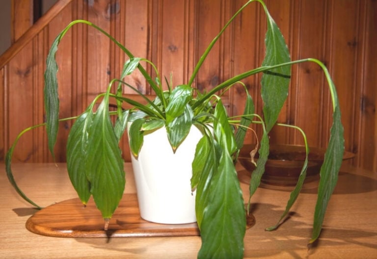 Why Is my Peace Lily Drooping and Wilting and what to do?