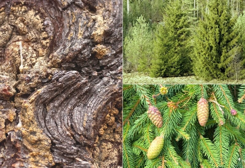 Spruce trees often feature a perfect pyramidal form. These trees are likely to grow to great heights at high elevations. Their needles are usually stiff and sharp. Below are two spruces with very different colors and branching habits.