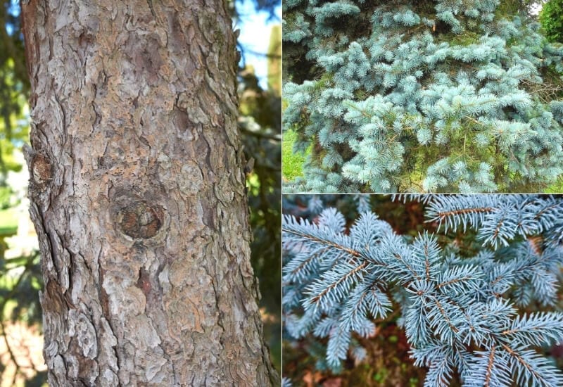 Picea pungens (blue spruce)