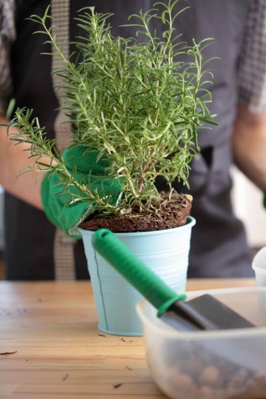 Pick The Right Container for Rosemary