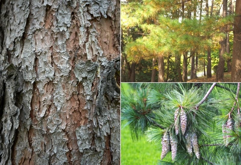 Pinus strobus (eastern white pine)