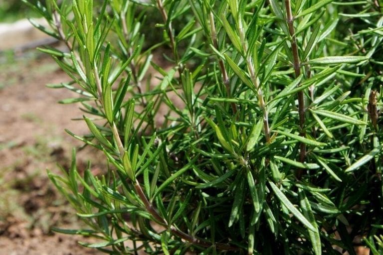 Everything You Need to Know About Growing Rosemary In Pots