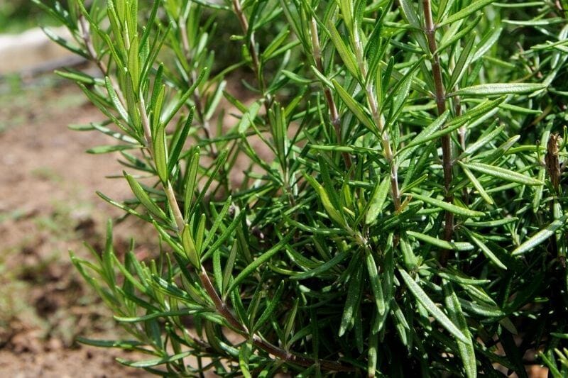 Plant Rosemary