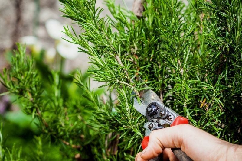 Pruning Your Plants