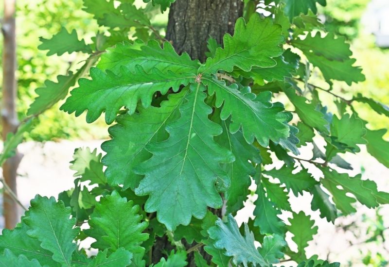 Quercus bicolor (swamp white oak) Quercus bicolor (swamp white oak)