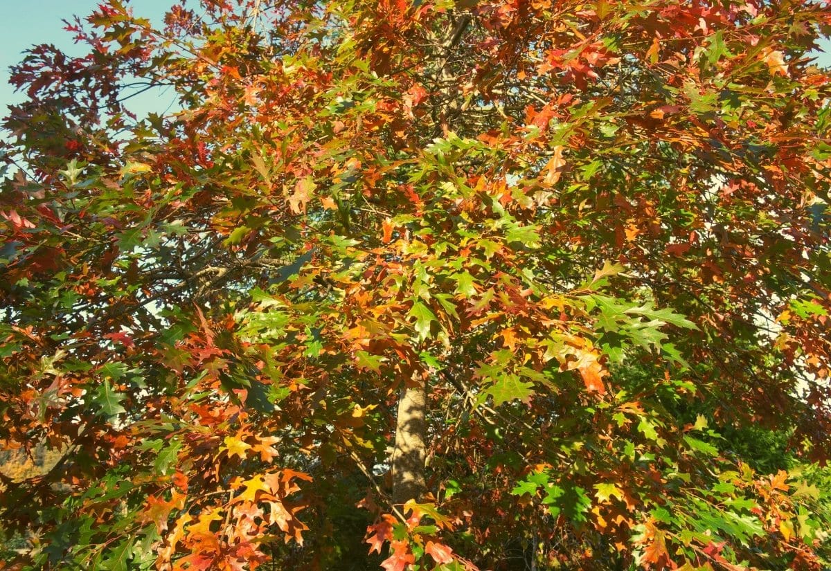 Quercus falcata (Spanish oak)