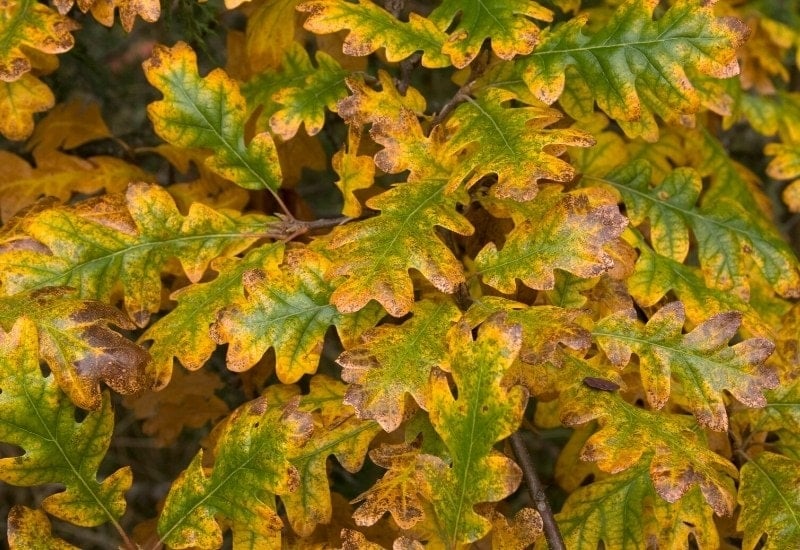 Quercus gambelii (gambel oak)
