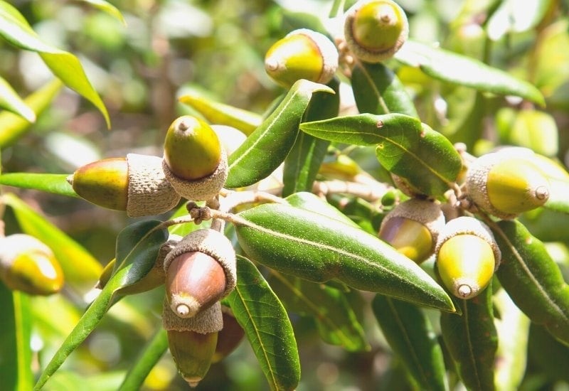 Quercus ilex (holm oak) (1) Quercus ilex (holm oak)