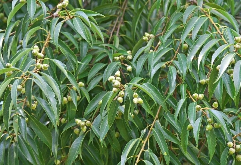 Quercus laurifolia (laurel oak)