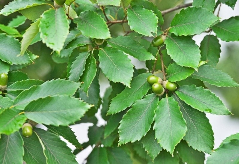 Quercus montana (chestnut oak)