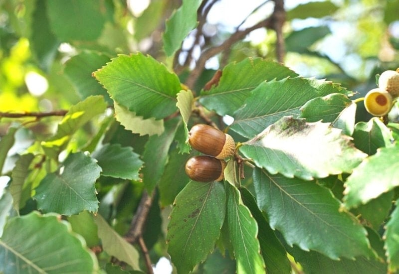 Quercus prinoides (dwarf chestnut oak)
