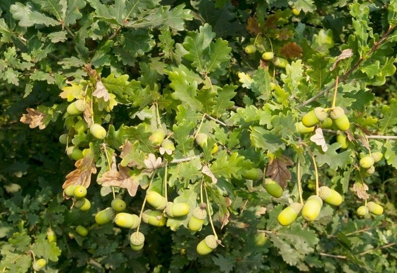 Quercus robur (English oak) (2)