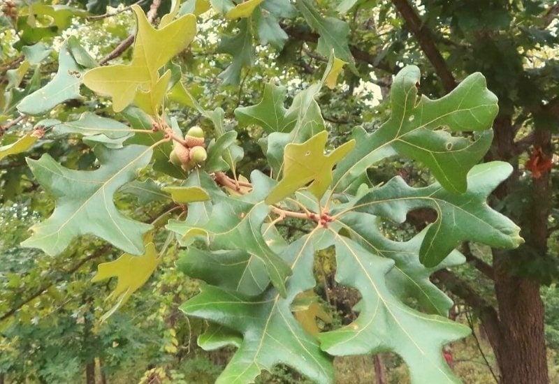 Quercus stellata (post oak)