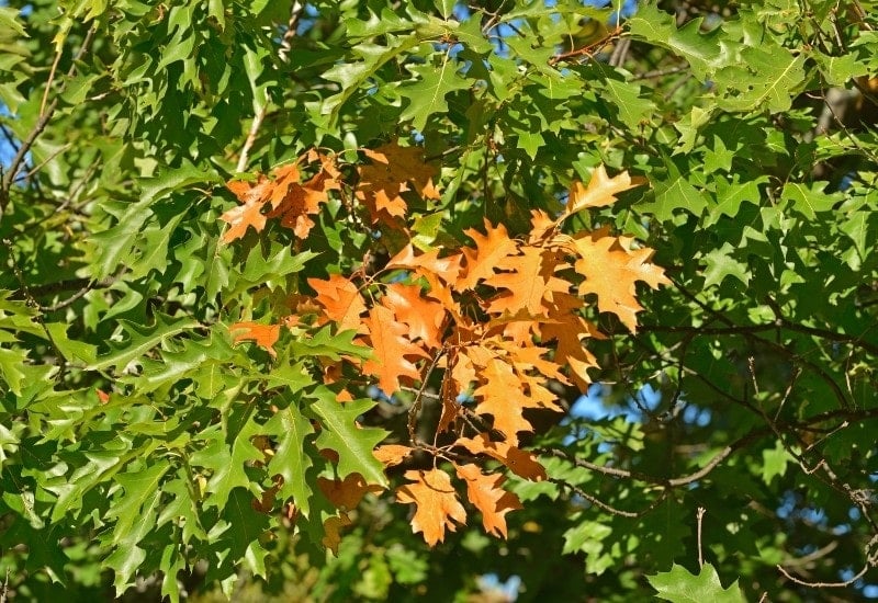 Quercus velutina (black oak)