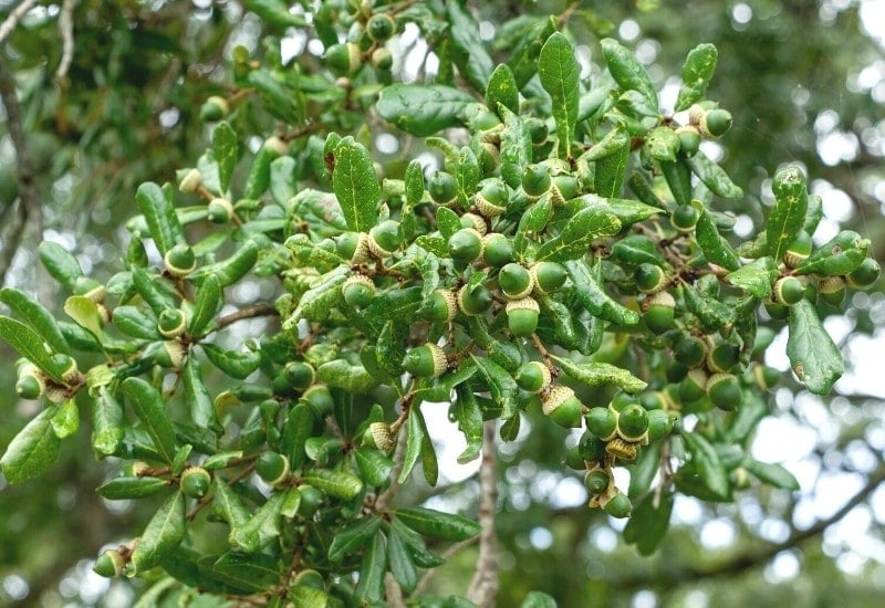 Quercus virginiana (live oak)