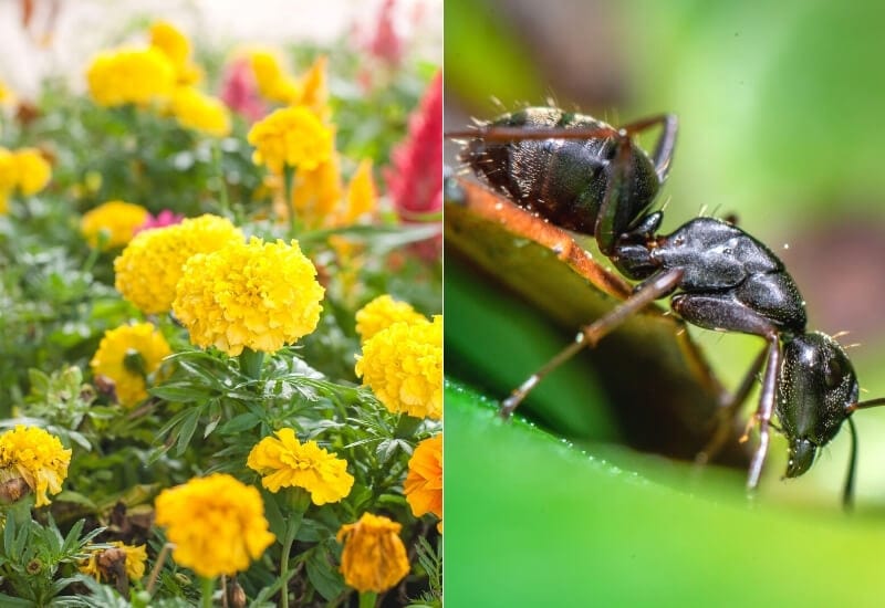6 Natural Ways To Getting Rid Of Ants In Potted Plants Gardening Chores