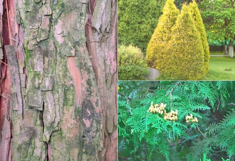 Thuja occidentalis (eastern white cedar)