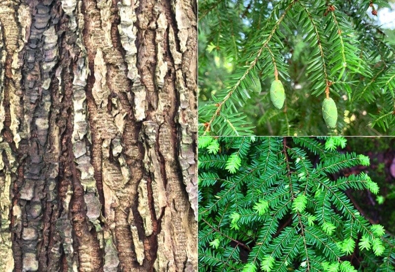 Tsuga heterophylla (western hemlock)